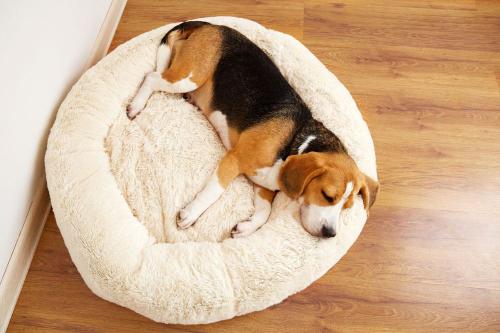 Mosható kutyafekhelyek - Milyen anyag bírja a legtöbb mosást és a karomnyomokat?