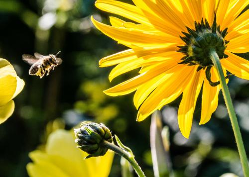 A klímaváltozás átprogramozza a méhek életritmusát